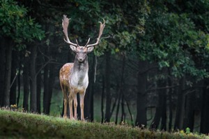 隐框玻璃幕墙优点(玻璃幕墙全隐框半隐框及明框的区别)