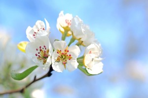 中式沙发厚坐垫还是薄坐垫(橡木原色实木沙发配什么颜色坐垫好)