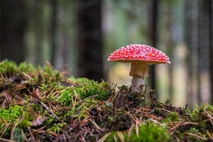 铝皮屋顶可以用多少年(屋顶种菜注意哪些细节)