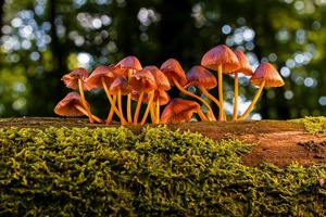 向日葵太阳能发电系统(植物大战僵尸无限泳池怎么玩一天)