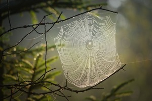 木地板做墙面怎么装修(木地板踢脚线与墙缝隙用什么填补)