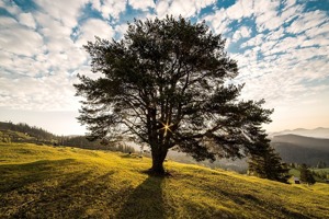 莱茵阳光地板