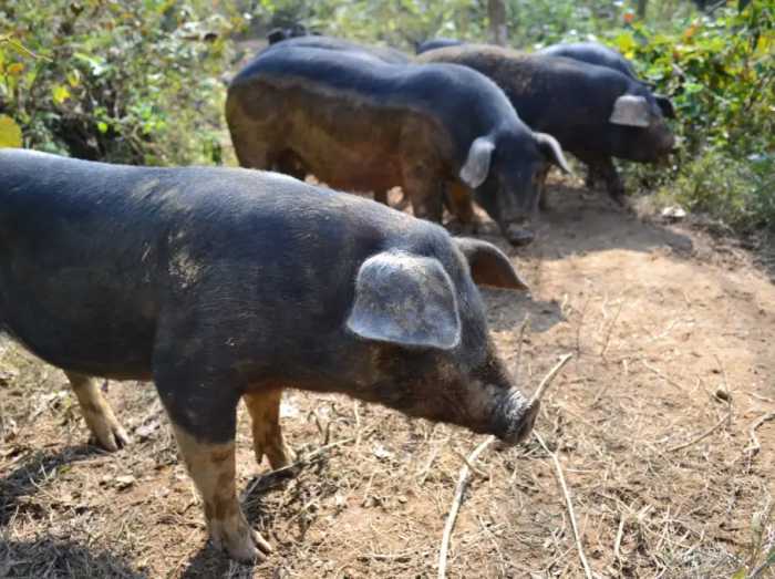 把死猪悬在房梁53年，开价56万都不卖，四川“臭猪肉”有多神奇？