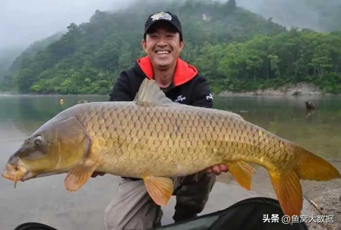 短短30年，黄河鲤鱼就从河南人餐桌上的家常菜，到基本绝迹了