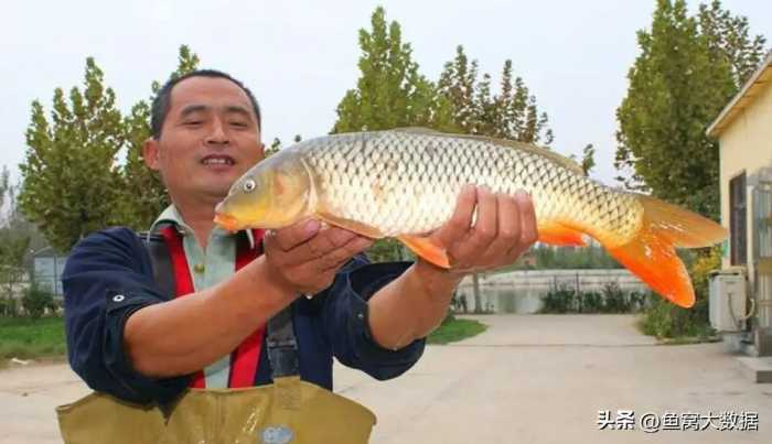 短短30年，黄河鲤鱼就从河南人餐桌上的家常菜，到基本绝迹了