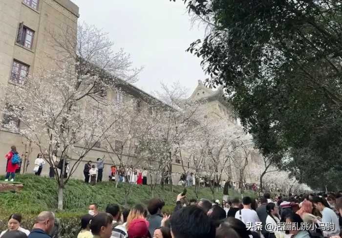 人山人海，密密麻麻！严重怀疑全武汉的人都跑这儿看樱花了！