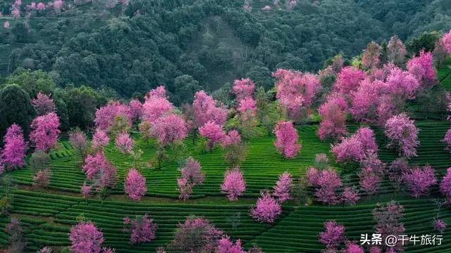 4月份最适合去的20个地方，去过10个算合格，去过18个算旅游达人