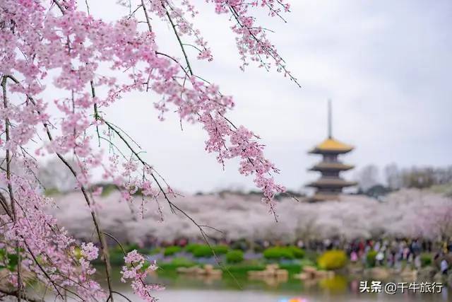 4月份最适合去的20个地方，去过10个算合格，去过18个算旅游达人