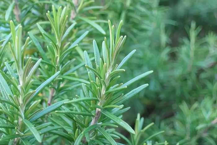 60岁大妈每晚用盐水泡脚，1年来从未断过，体检结果连医生都夸赞