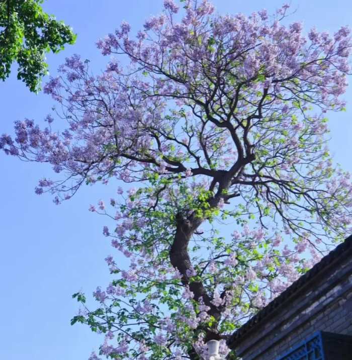 北京一棵“泡桐树”开花，花色太唯美了，看着就治愈