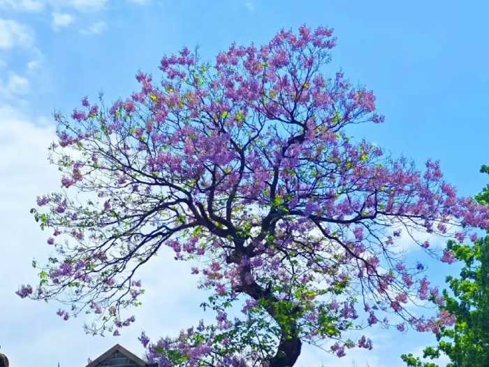 北京一棵“泡桐树”开花，花色太唯美了，看着就治愈