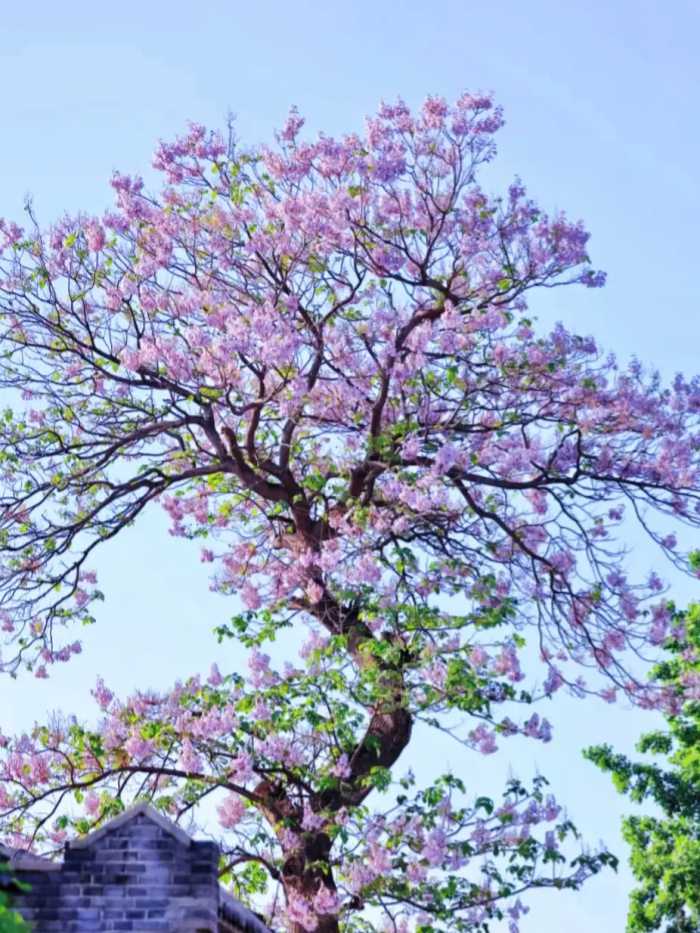 北京一棵“泡桐树”开花，花色太唯美了，看着就治愈