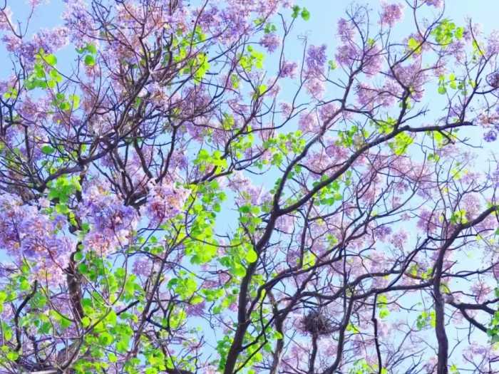 北京一棵“泡桐树”开花，花色太唯美了，看着就治愈