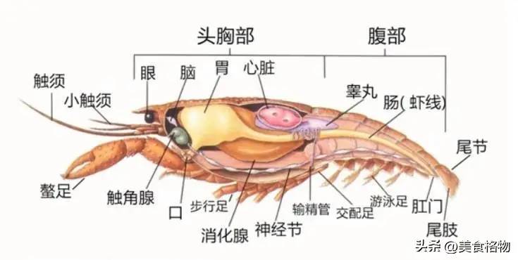 小龙虾的头部是“虾黄”还是“虾屎”，很多人分不清，别再乱吃了