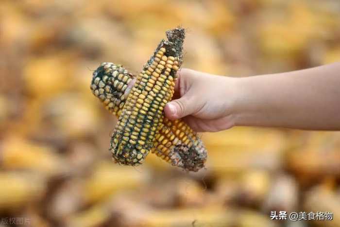 煮玉米时，不能用清水直接煮，多加2样料，玉米香甜软糯，更营养