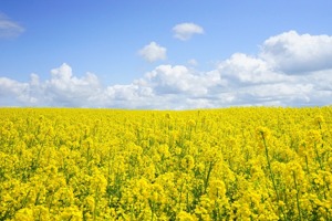 《黑神话：悟空》火爆全球，外交部回应！数亿元投资已回本！辛苦7年不如手游几个月赚得多，为何一定要做国产3A？